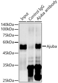 [KD Validated] Ajuba Rabbit mAb