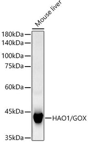 HAO1/GOX Rabbit mAb