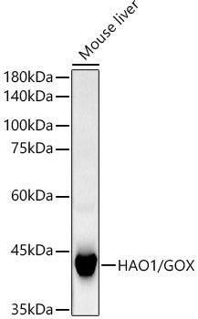 HAO1/GOX Rabbit mAb