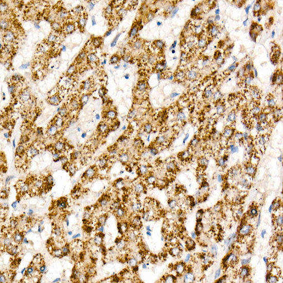 HAO1/GOX Rabbit mAb