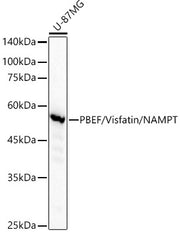 PBEF/Visfatin/NAMPT Rabbit mAb