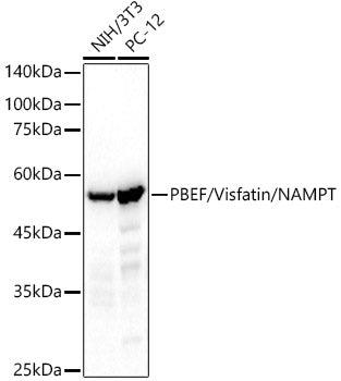 PBEF/Visfatin/NAMPT Rabbit mAb