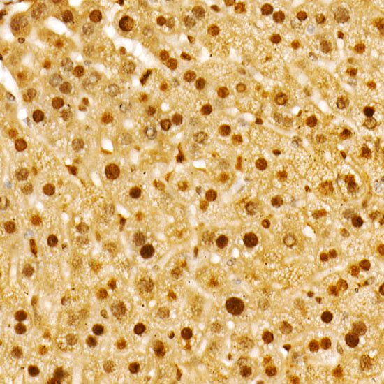 PBEF/Visfatin/NAMPT Rabbit mAb