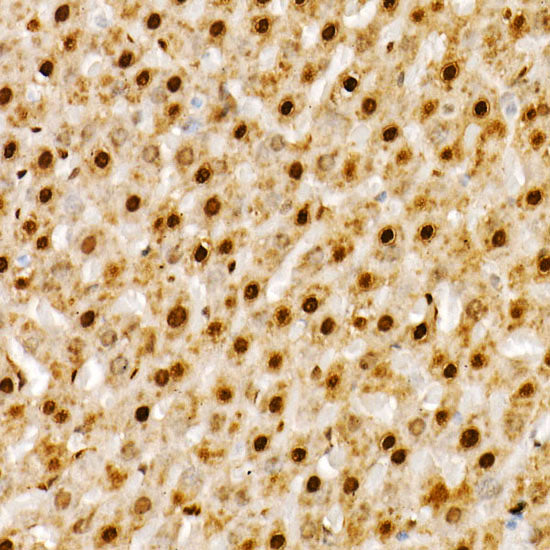 PBEF/Visfatin/NAMPT Rabbit mAb