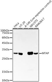MTAP Rabbit mAb