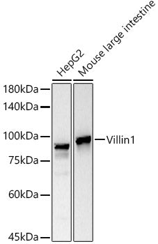 Villin Rabbit mAb