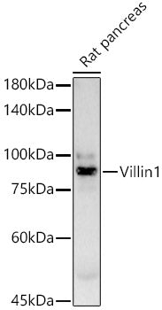 Villin Rabbit mAb
