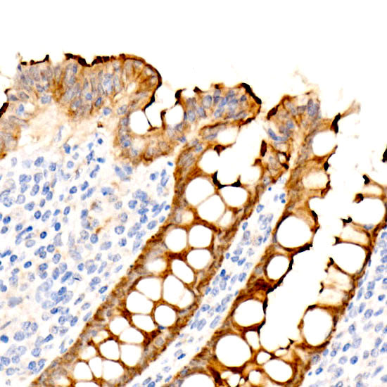 Villin Rabbit mAb