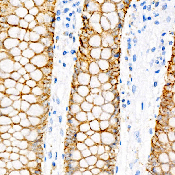Villin Rabbit mAb