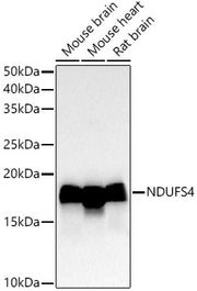NDUFS4 Rabbit mAb