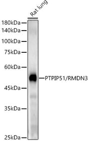 PTPIP51/RMDN3 Rabbit mAb