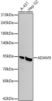 ADAM9 Rabbit mAb