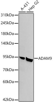 ADAM9 Rabbit mAb
