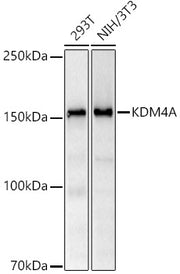 KDM4A Rabbit mAb