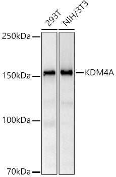 KDM4A Rabbit mAb