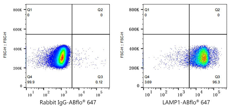 ABflo® 647 Rabbit anti-Human LAMP1/CD107a mAb