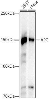APC Rabbit mAb