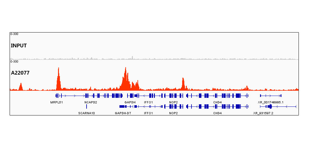 Acetyl-Histone H3-K27 Rabbit mAb