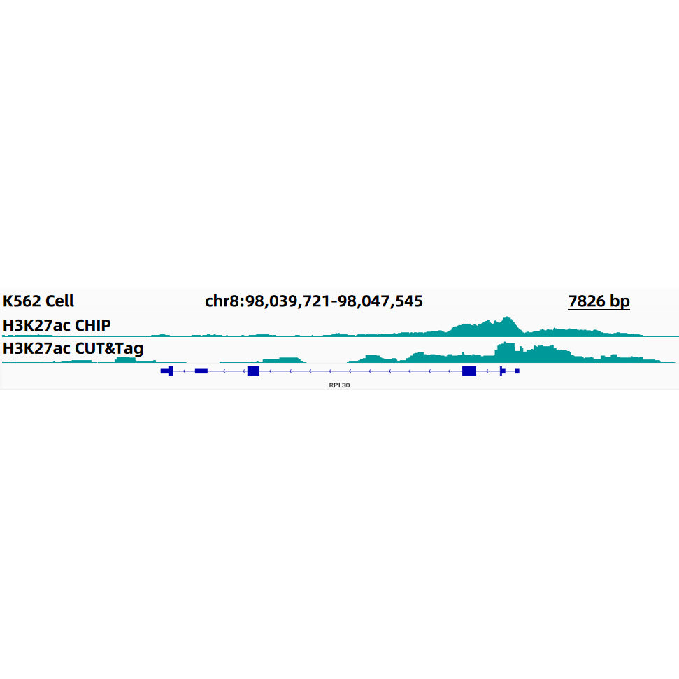 Acetyl-Histone H3-K27 Rabbit mAb