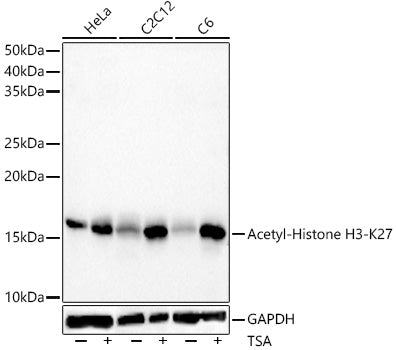 Acetyl-Histone H3-K27 Rabbit mAb