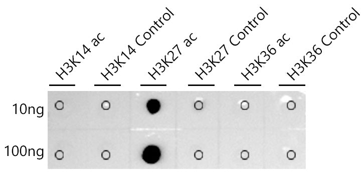 Acetyl-Histone H3-K27 Rabbit mAb