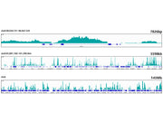 MonoMethyl-Histone H3-K4 Rabbit mAb