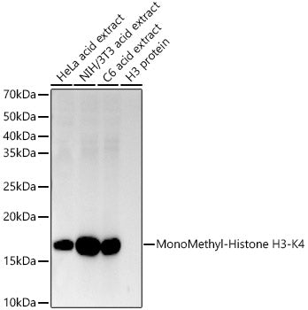 MonoMethyl-Histone H3-K4 Rabbit mAb