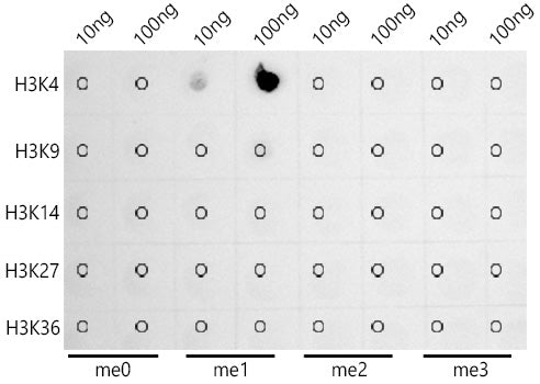MonoMethyl-Histone H3-K4 Rabbit mAb