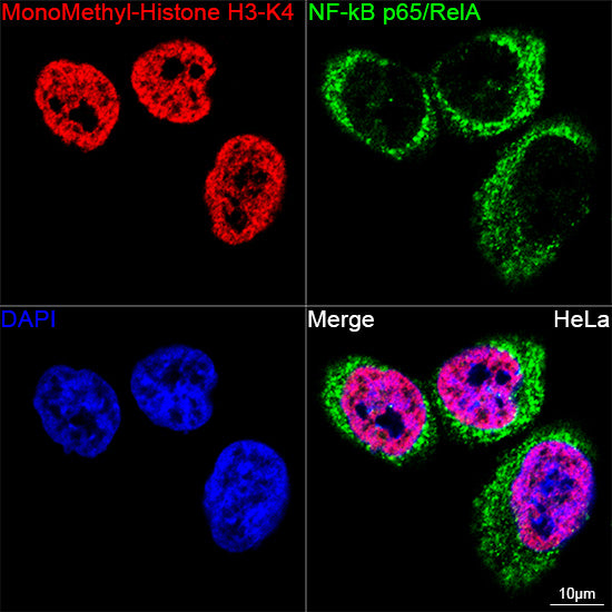 MonoMethyl-Histone H3-K4 Rabbit mAb