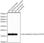 MonoMethyl-Histone H3-K9 Rabbit mAb