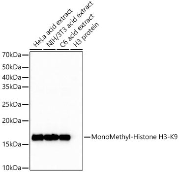 MonoMethyl-Histone H3-K9 Rabbit mAb
