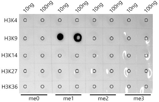 MonoMethyl-Histone H3-K9 Rabbit mAb