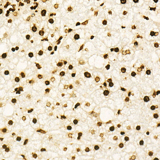 MonoMethyl-Histone H3-K9 Rabbit mAb