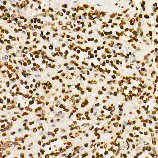 MonoMethyl-Histone H3-K9 Rabbit mAb