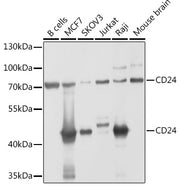 CD24 Rabbit pAb