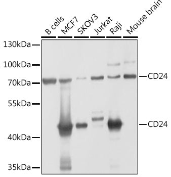 CD24 Rabbit pAb