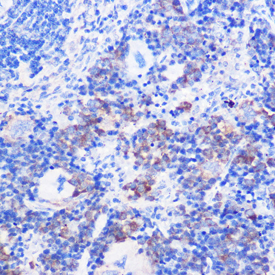 CD24 Rabbit pAb