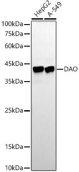 DAO Rabbit mAb