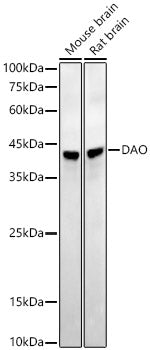 DAO Rabbit mAb