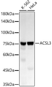 ACSL3 Rabbit mAb
