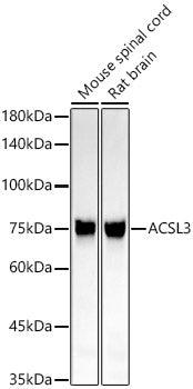 ACSL3 Rabbit mAb