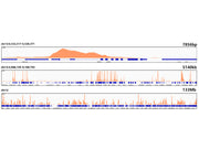 DiMethyl-Histone H3-K79 Rabbit mAb