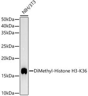 DiMethyl-Histone H3-K36 Rabbit mAb