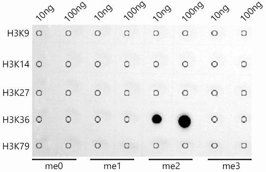 DiMethyl-Histone H3-K36 Rabbit mAb