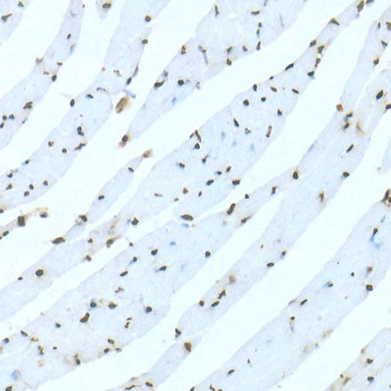 DiMethyl-Histone H3-K36 Rabbit mAb