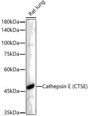 Cathepsin E (CTSE) Rabbit mAb