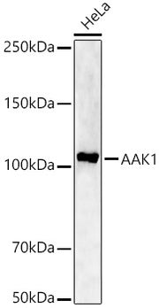 AAK1 Rabbit pAb