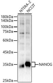 NANOG Rabbit pAb