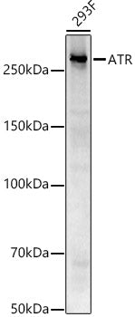 ATR Rabbit mAb
