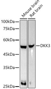 DKK3 Rabbit mAb